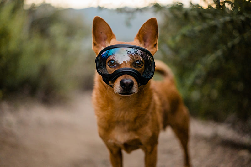 Protéger les yeux de votre chien | Urgence VETERINAIRE Protéger les yeux de votre chien | Urgence VETERINAIRE
